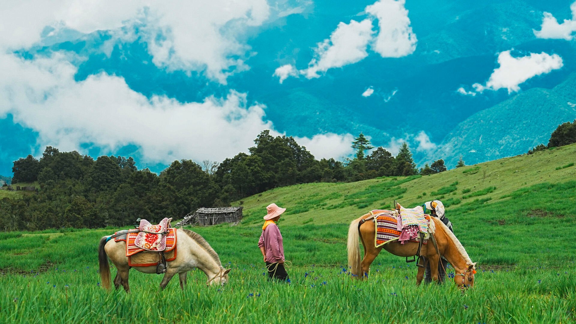 Pack horses grazing on a high pasture